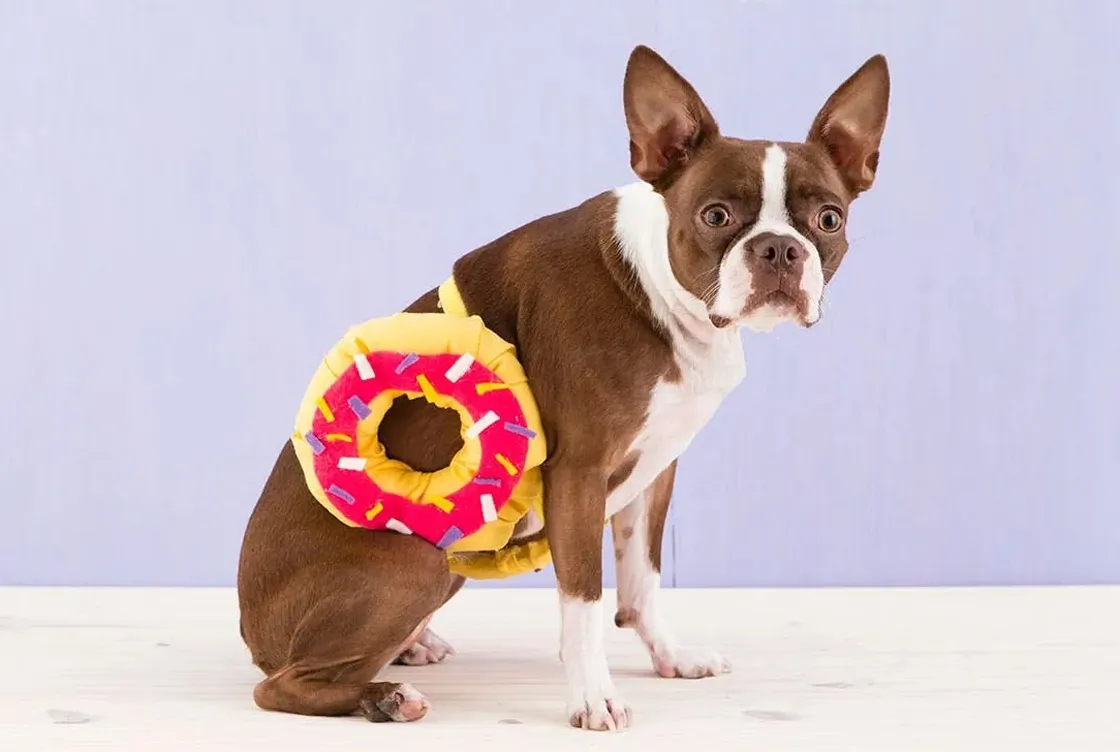 DIY donut dog Hallowen costume copy