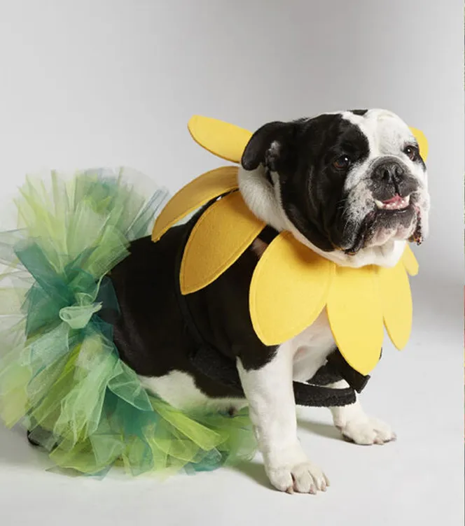 DIY flower dog halloween costume copy