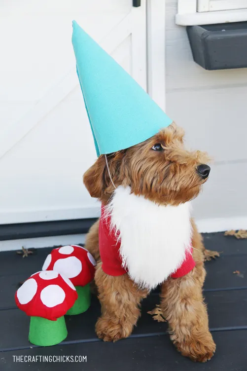 DIY gnome dog Halloween costume copy