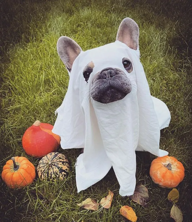 Ghost dog Halloween costume copy