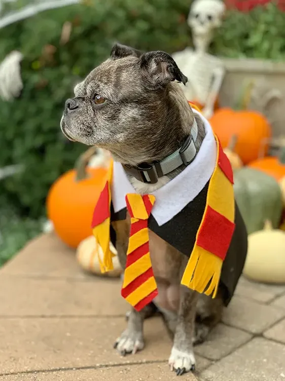 Harry Potter dog Hallowen costume copy