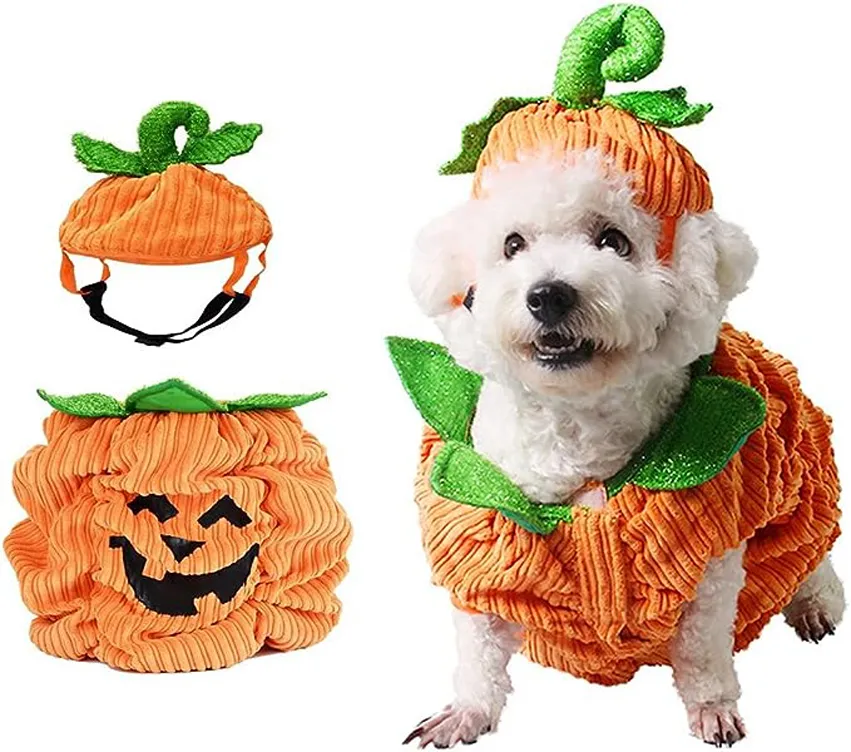 Pumpkin dog halloween costume copy