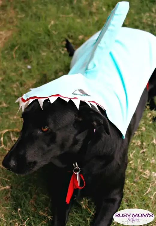 Scary shark dog Hallowen costume copy