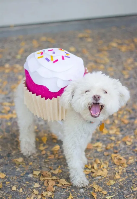 cupcake dog halloween costume copy
