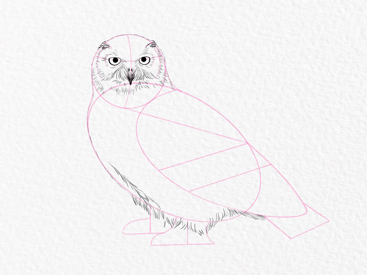 How to Draw an Owl for Halloween VIDEO & Step-by-Step Pictures