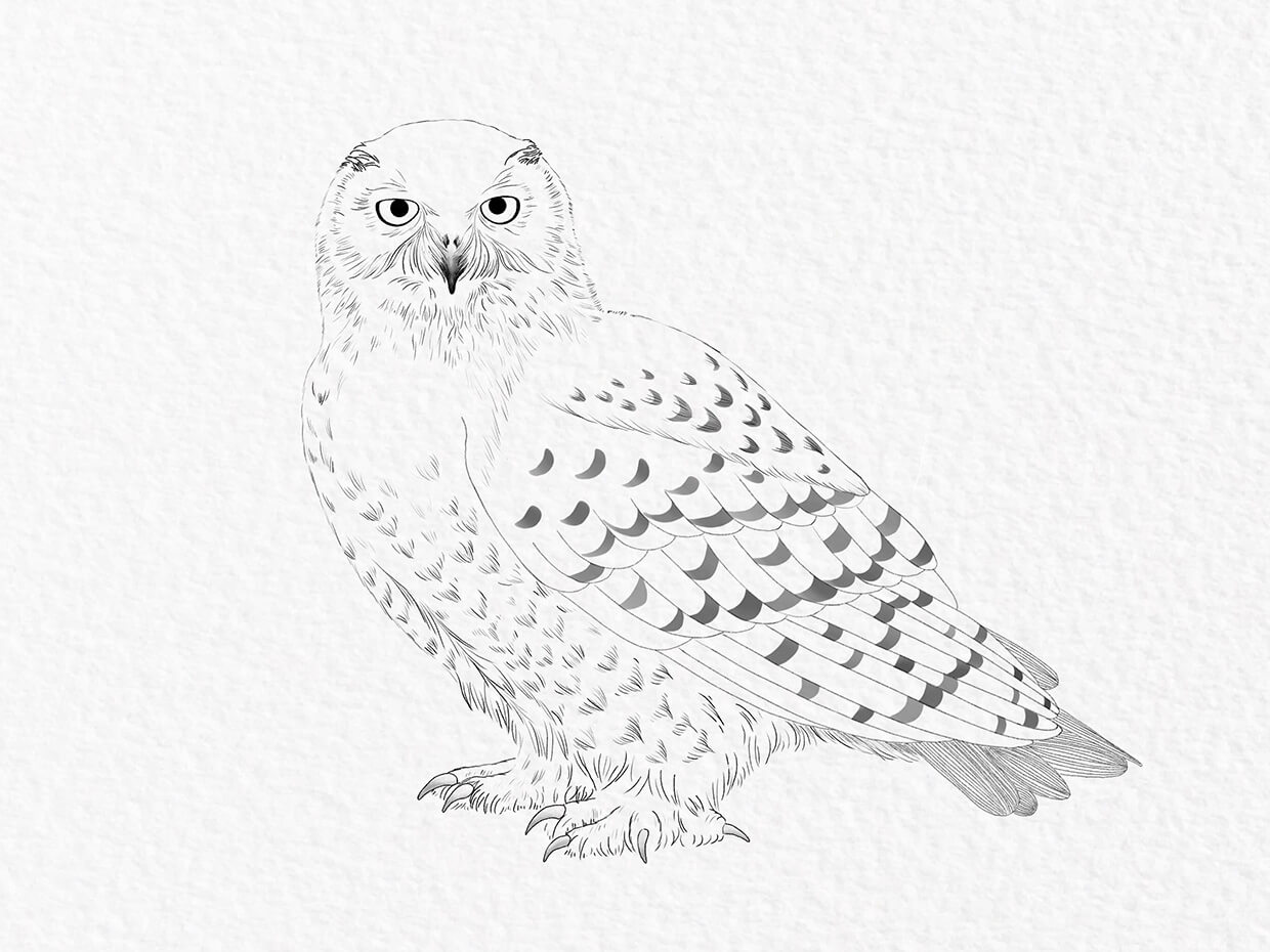 Pencil Sketch Owl Stock Illustrations – 1,114 Pencil Sketch Owl Stock  Illustrations, Vectors & Clipart - Dreamstime