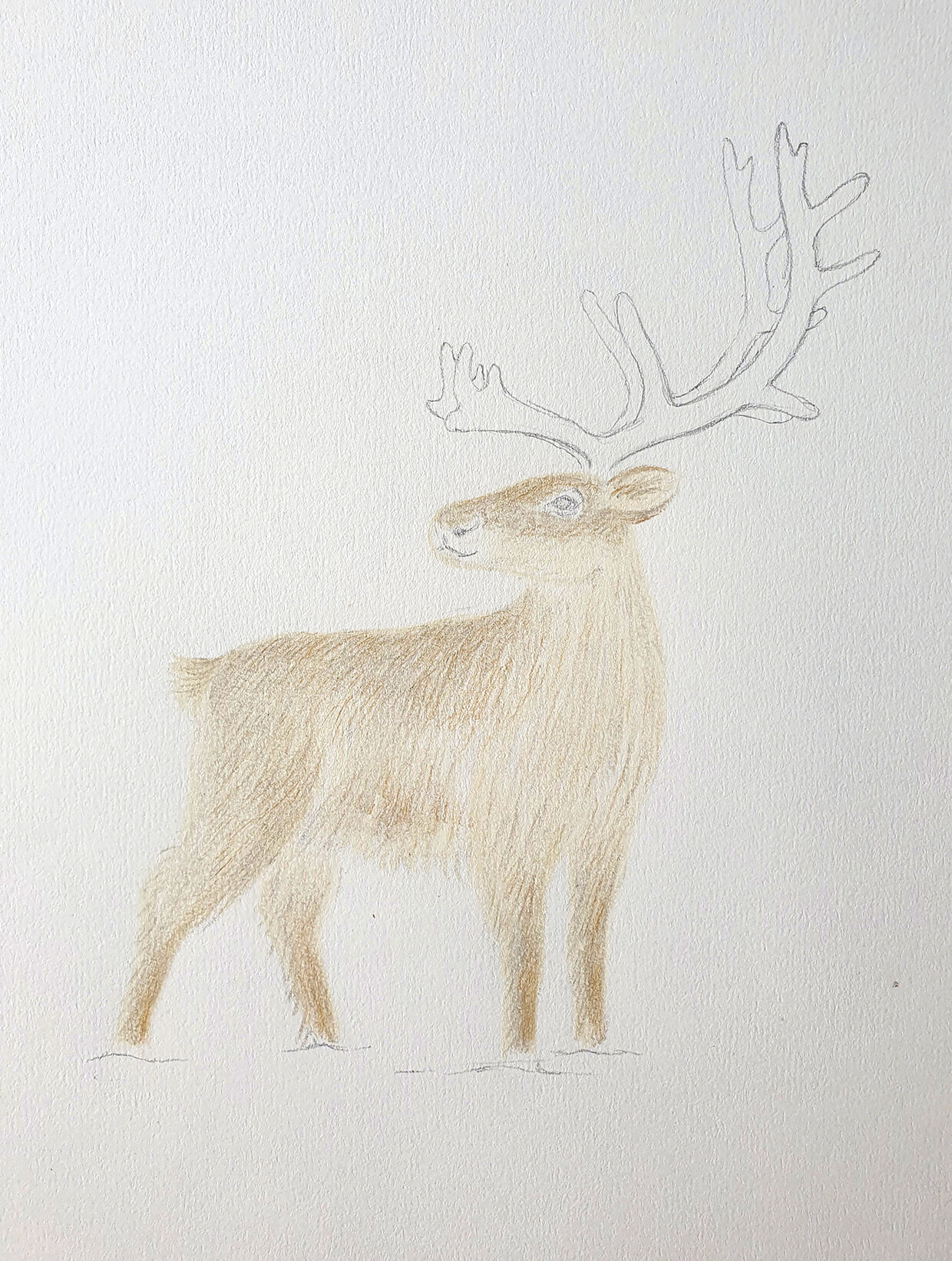 how to draw a reindeer_Step4_D