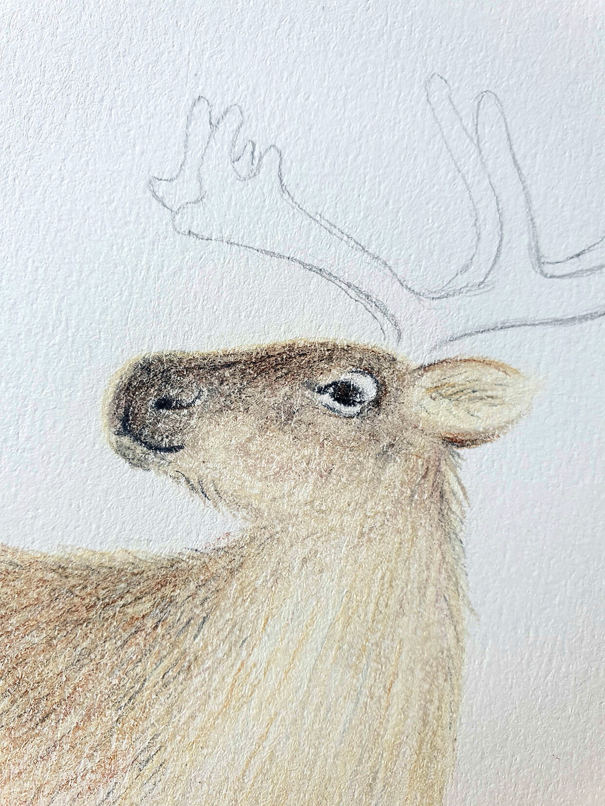 how to draw a reindeer_Step5_A