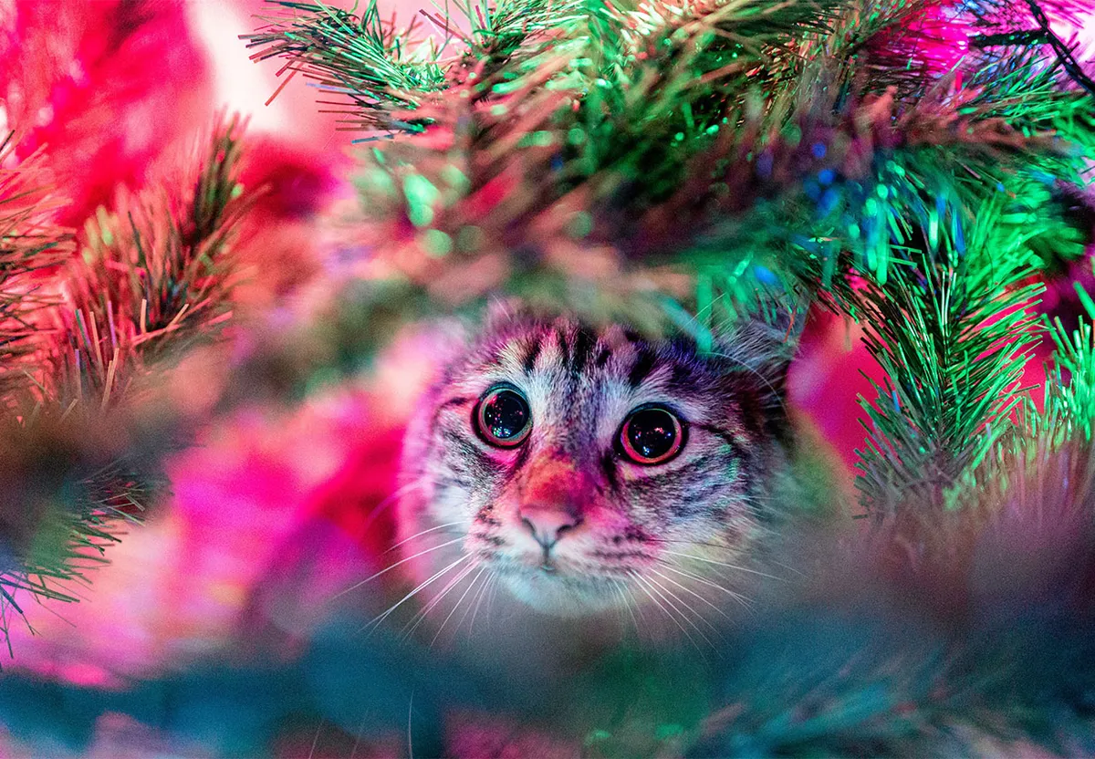 Cat in a Christmas tree