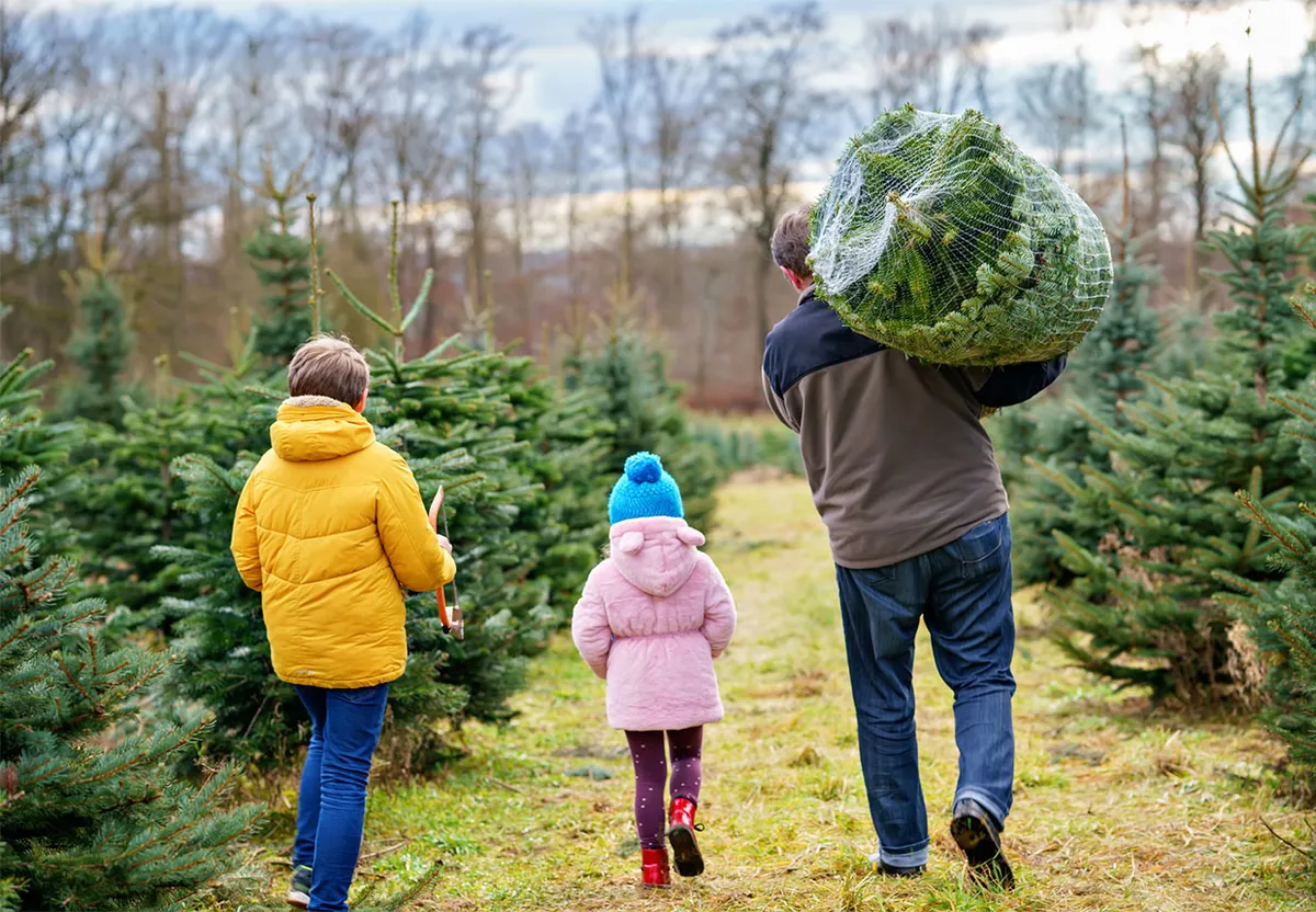 A family choosing a real Christmas tree