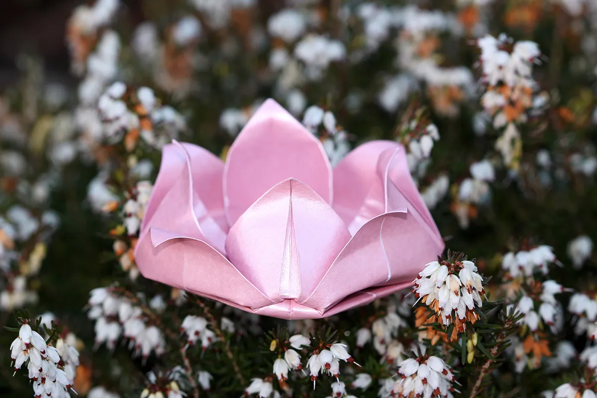 How to make an origami lotus