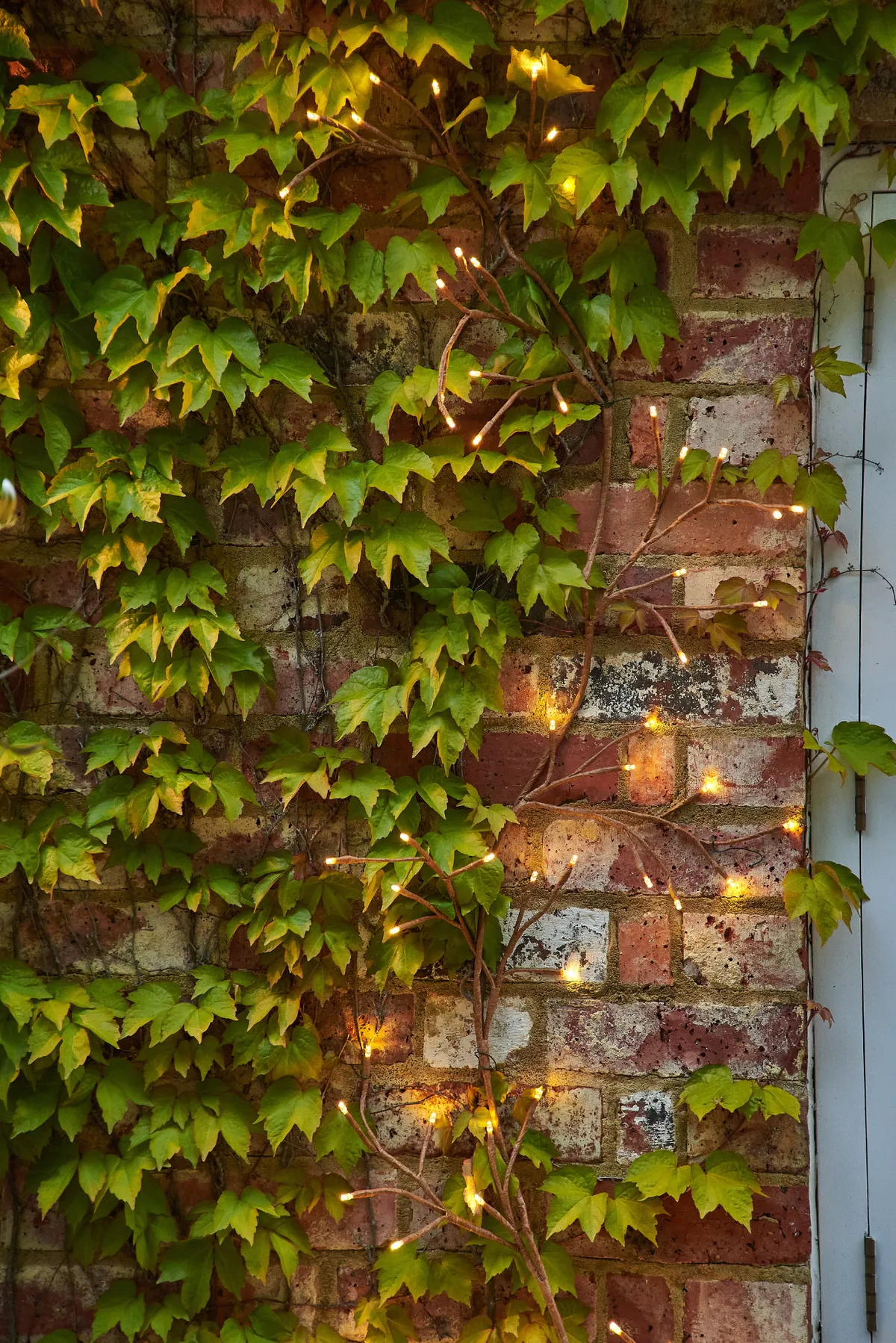 Fairy lights trained up a brick wall next to ivy