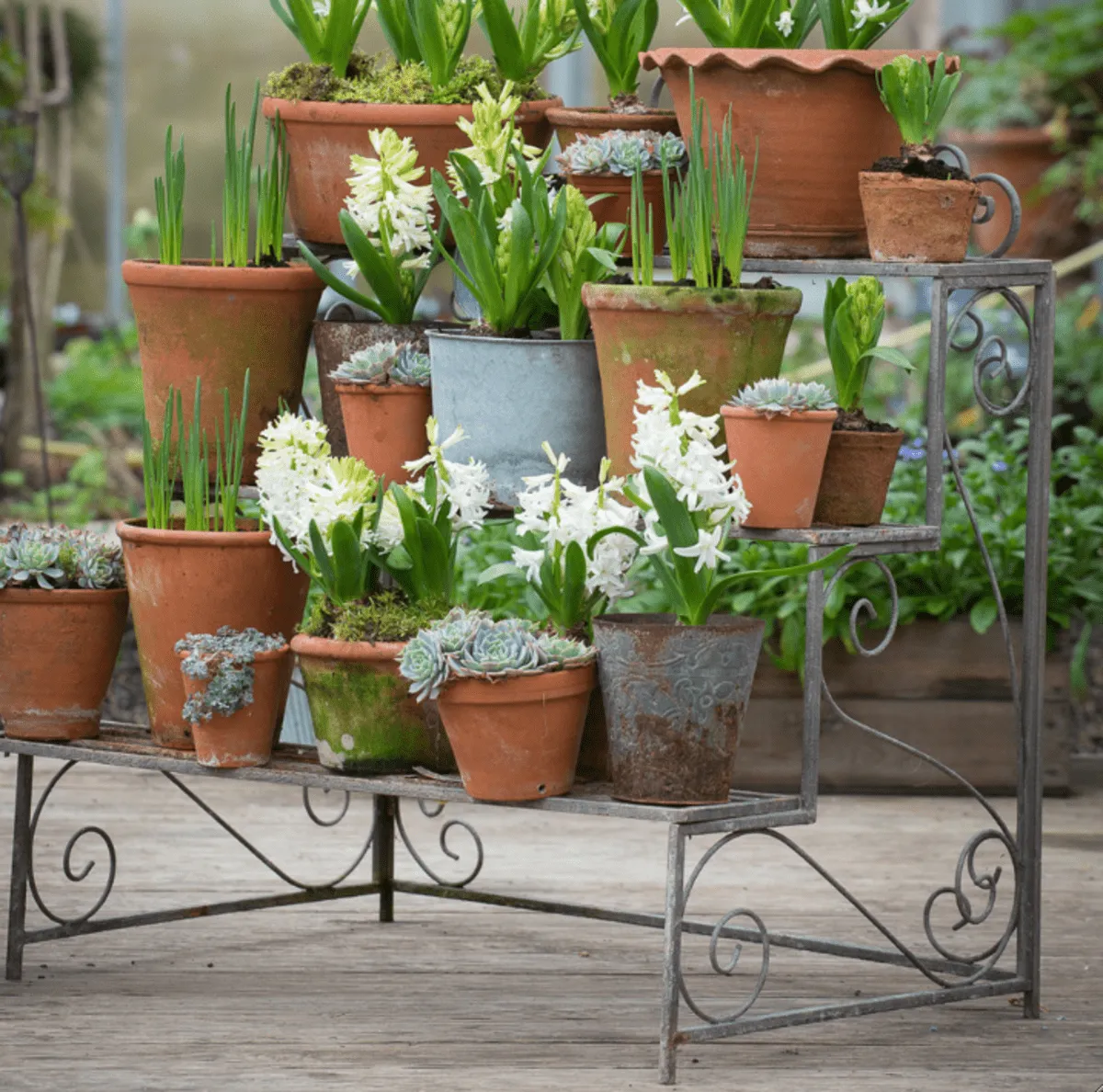 Decorative metal three-tiered plant stand displaying plants in terracotta pots