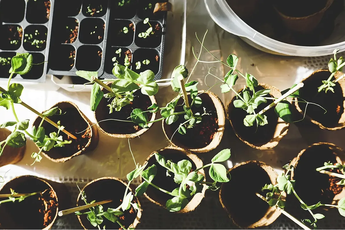 Seedlings in pots on a workbench