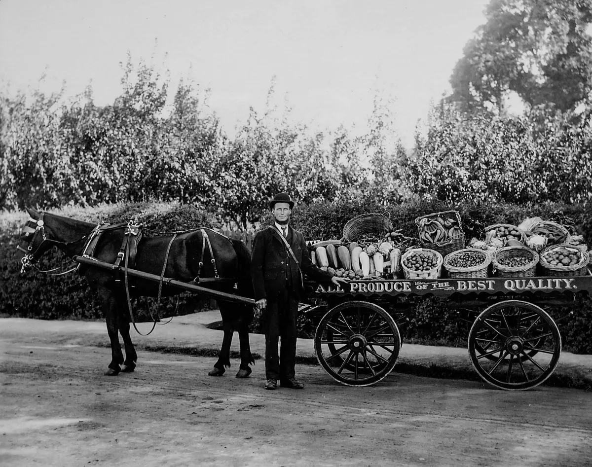 Greengrocer horse and cart