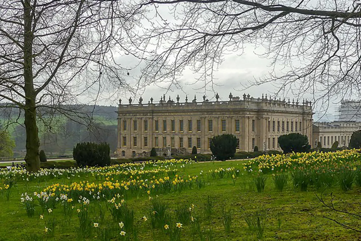 A colour photograph of a stately home with a lawn covered in daffodils in front of it