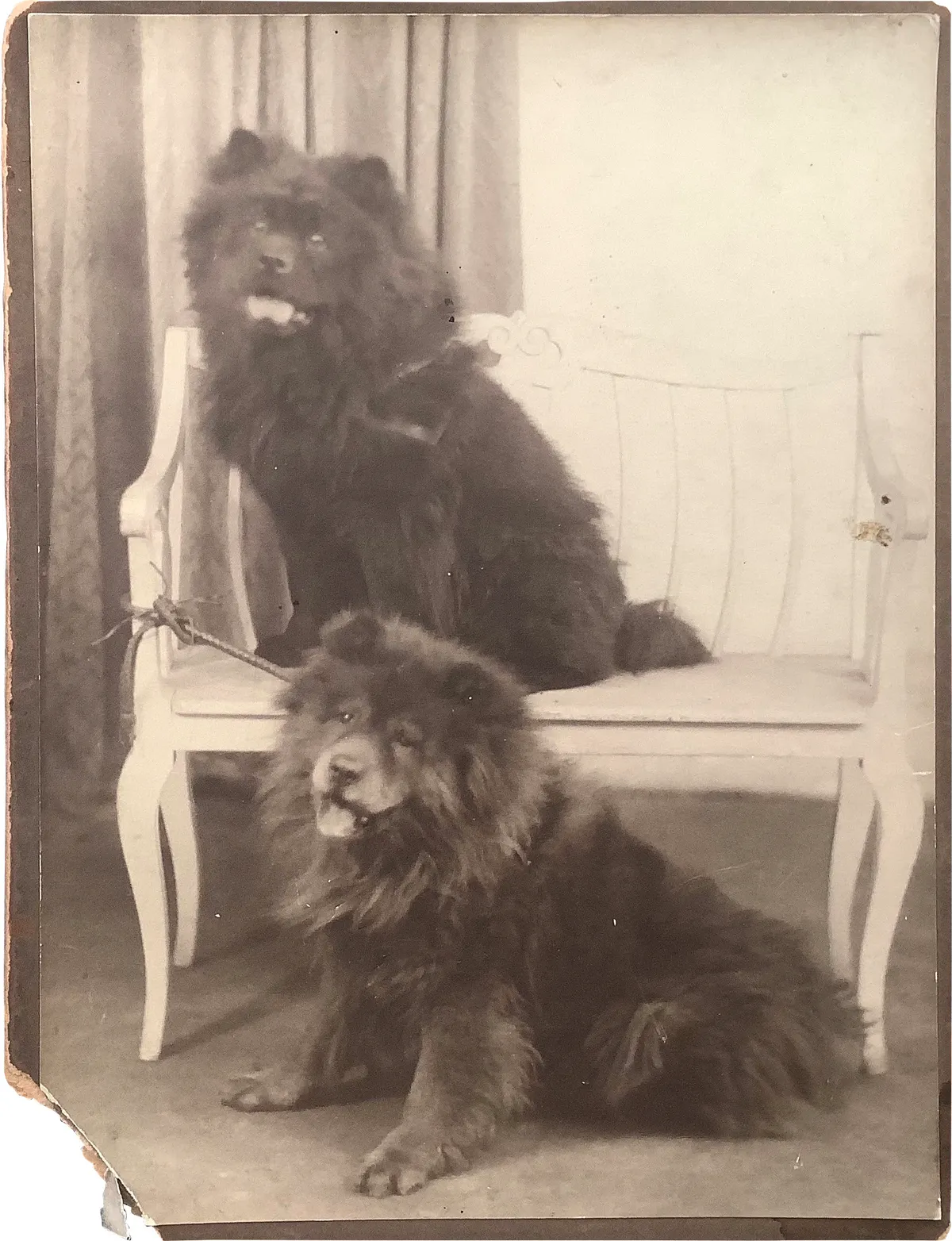 Black and white photograph two chow-chows
