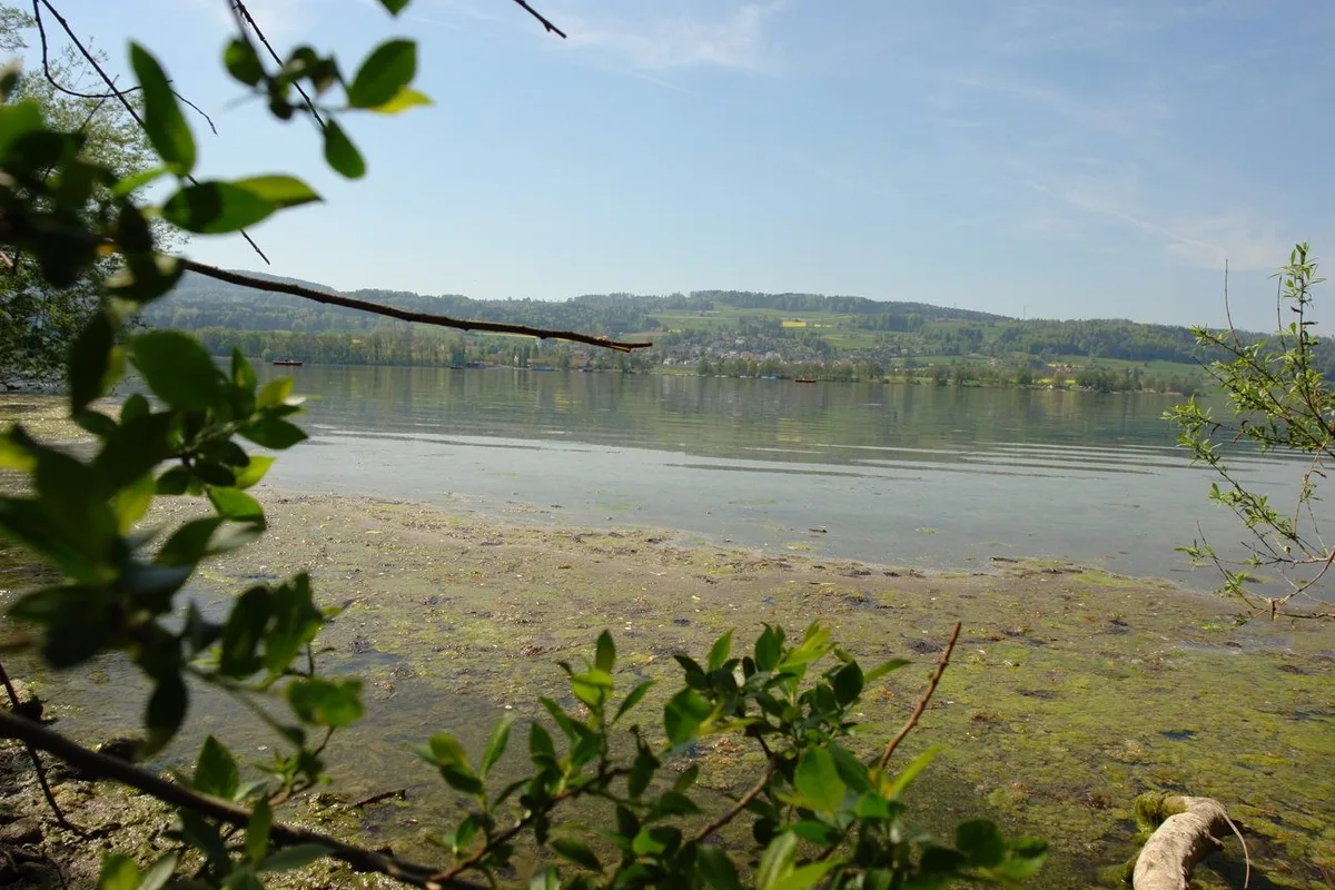 0516020 Der Algenteppich ist im Greifensee kein seltenes Phänomen. (Foto: Archiv)