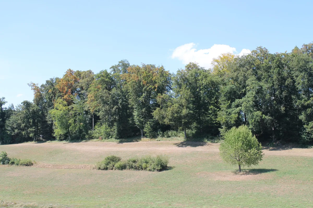 img_8791 Die Trockenheit von 2018 hat auch Auswirkungen auf den diesjährigen schlechten Zustand der Oberländer Wälder., Kreisforstmeister Samuel Wegmann sorgt sich um den Wald. Er spricht von «beunruhigenden Schäden»., Bisher musste – im Gegensatz zum letzten Jahr – kein Feuerverbot wegen Waldbrandgefahr verhängt werden., Wegen der Trockenheit fühlt sich auch in diesem Jahr der Borkenkäfer im Wald Pudelwohl.