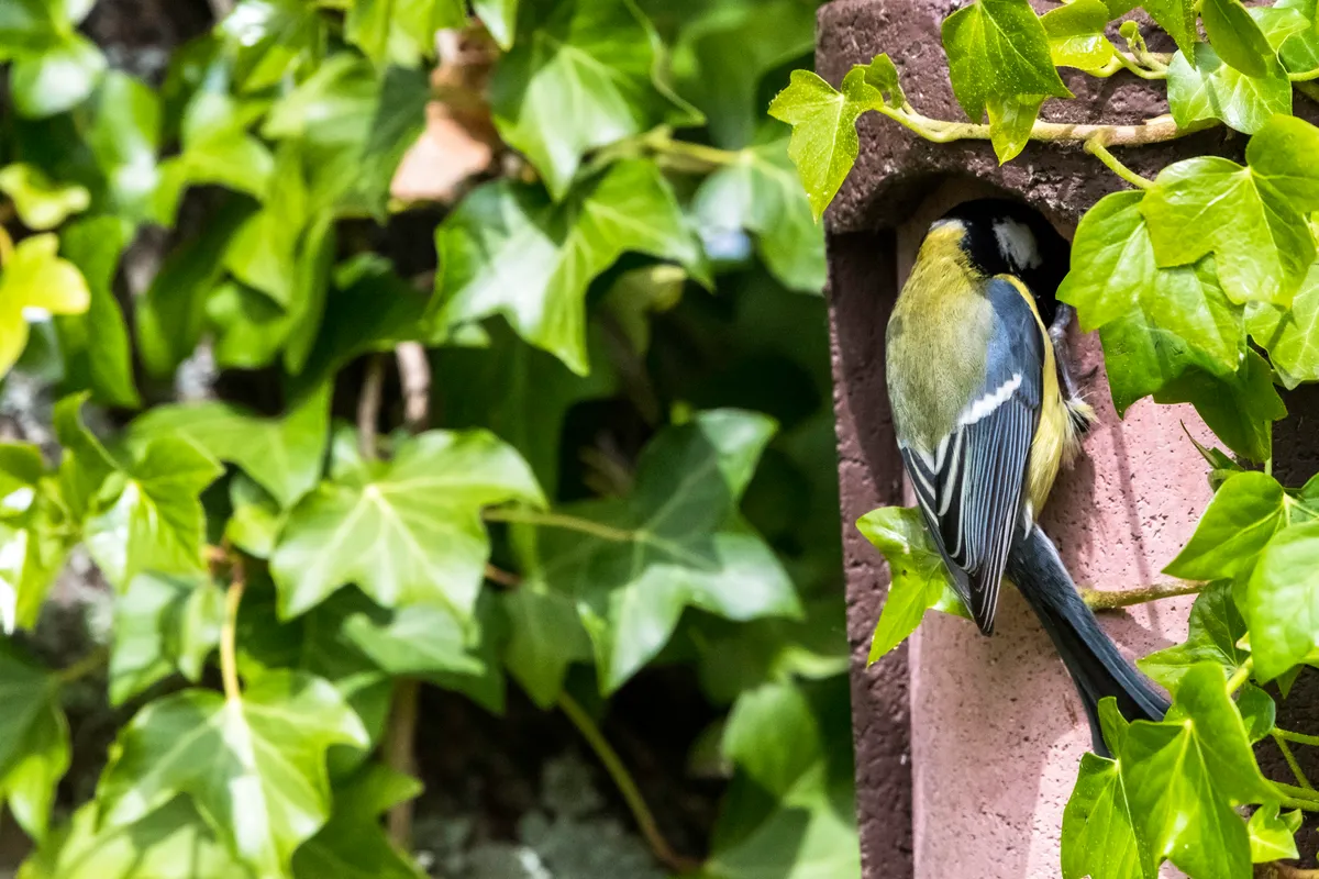 Blue tit at a nestbox.