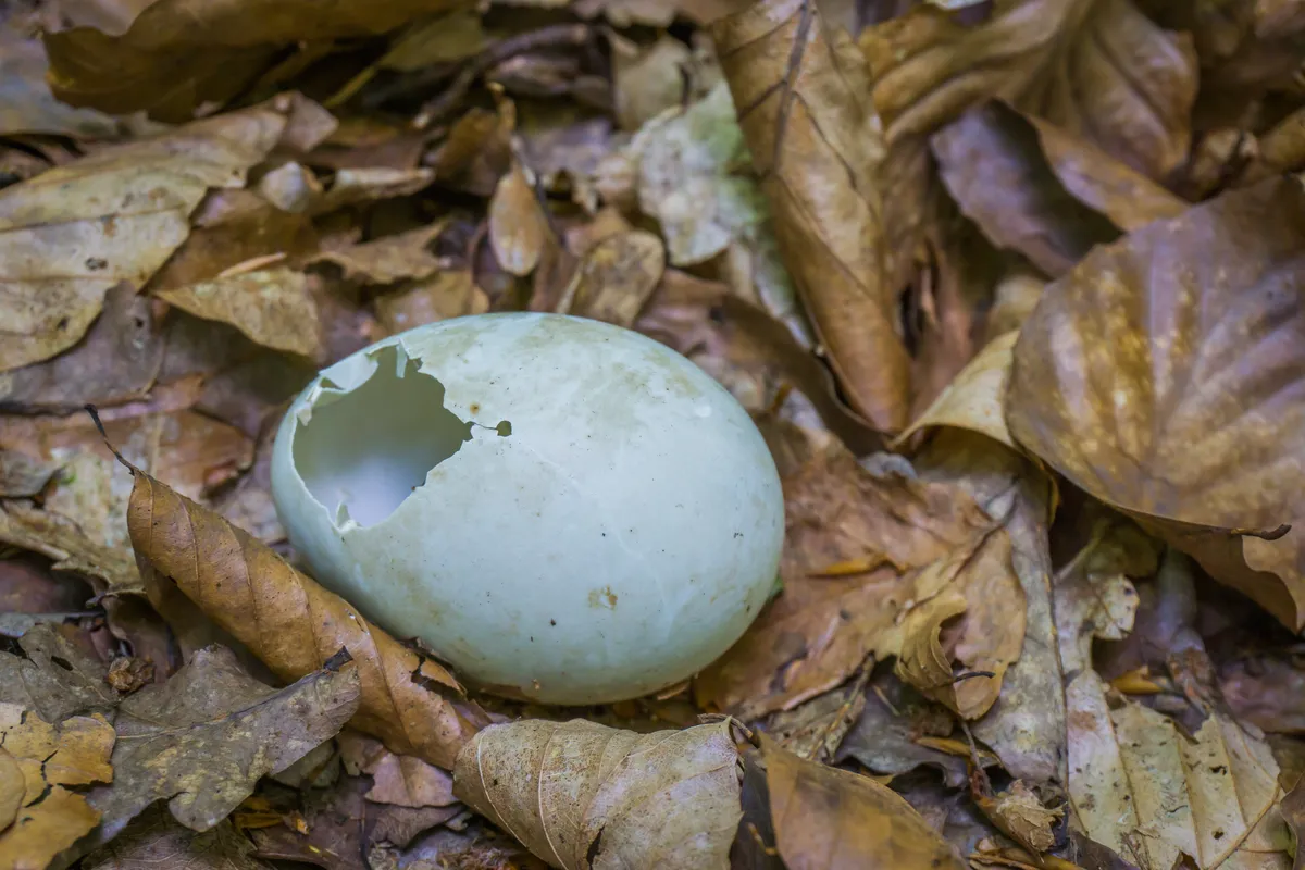 A hatched bird egg © Charlotte Bleijenberg / Getty