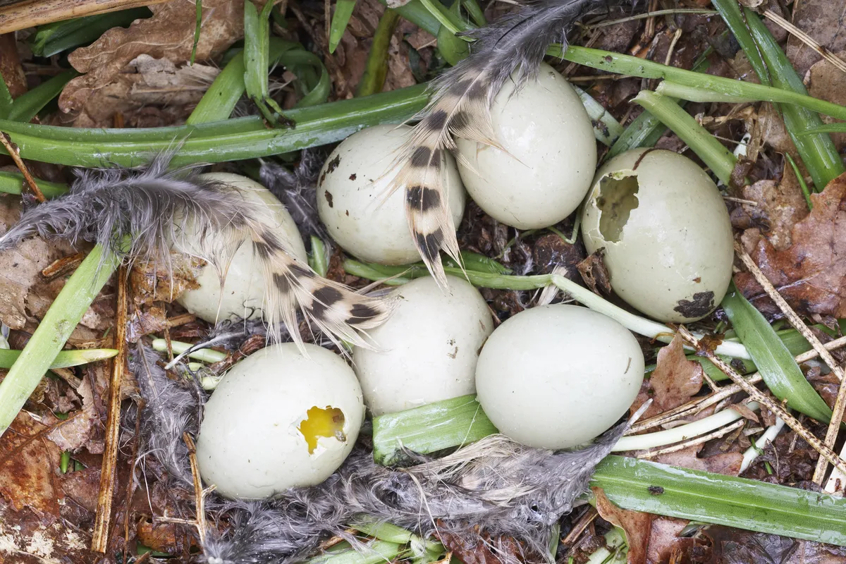 Broken pheasant eggs in the nest after being predated by corvids