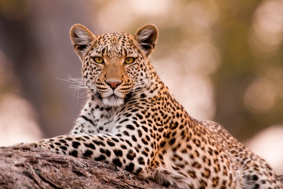 Leopard, Chobe National Park, Botswana