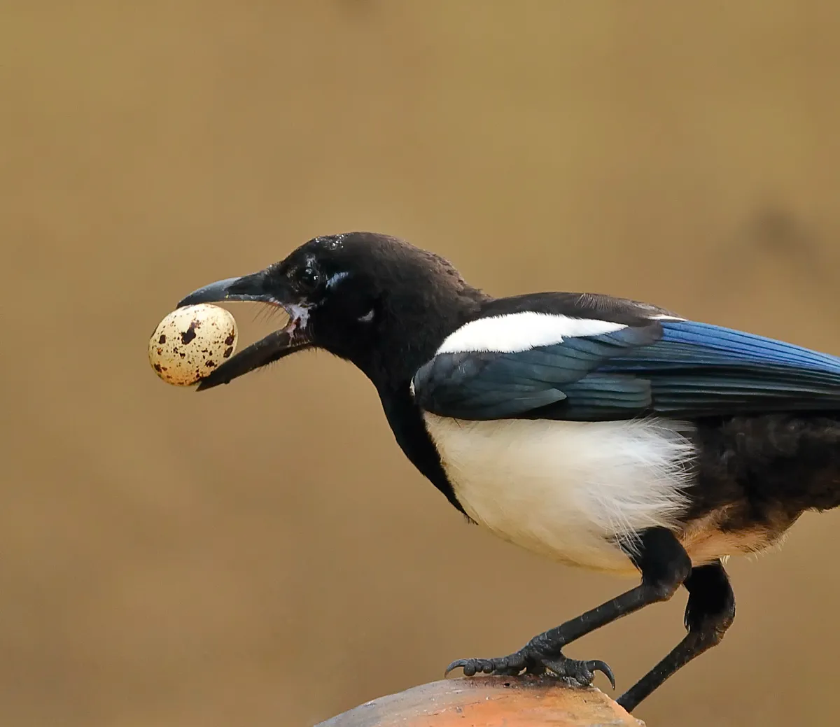 Magpie with a stolen egg in its beak