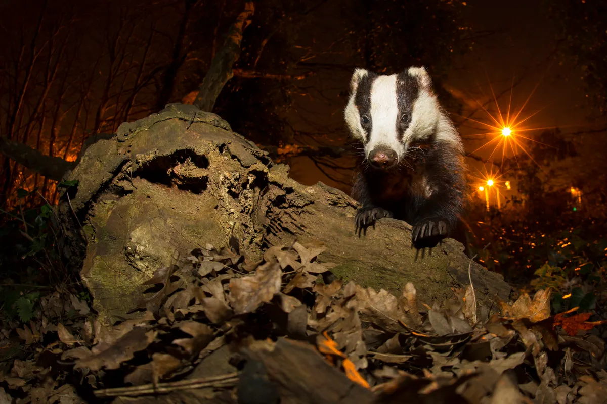 European badger guide: habitat, diet and where to see - Discover Wildlife