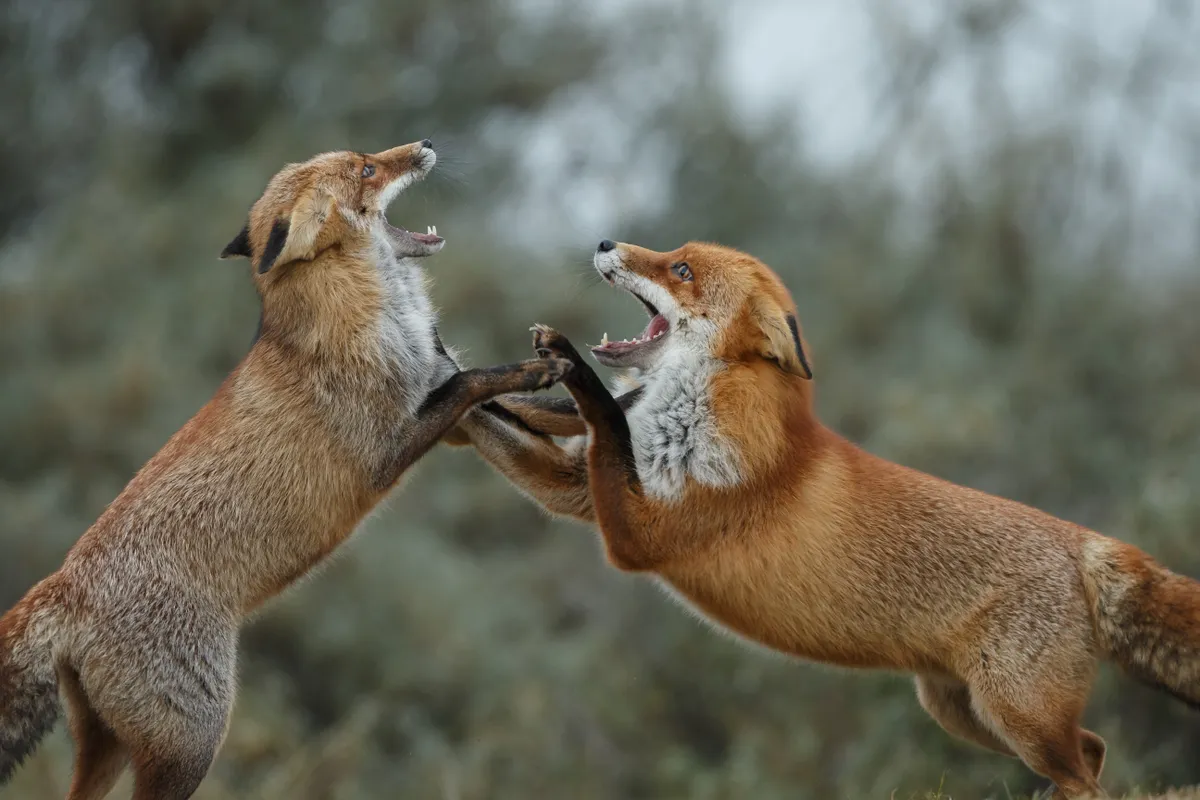 A pair of adult red foxes fighting