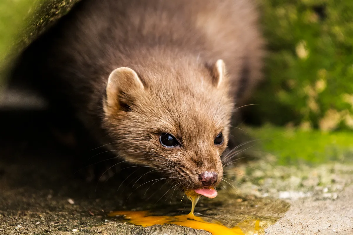 Pine marten licking egg yolk from a rock in the forest after stealing and smashing bird egg