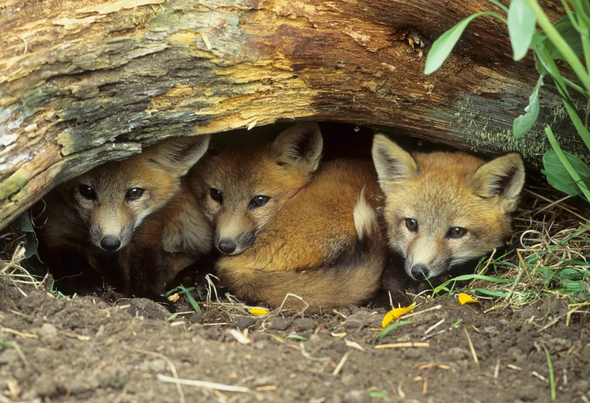Red Fox (Vulpes vulpes) Kits Huddled at Den Entrance