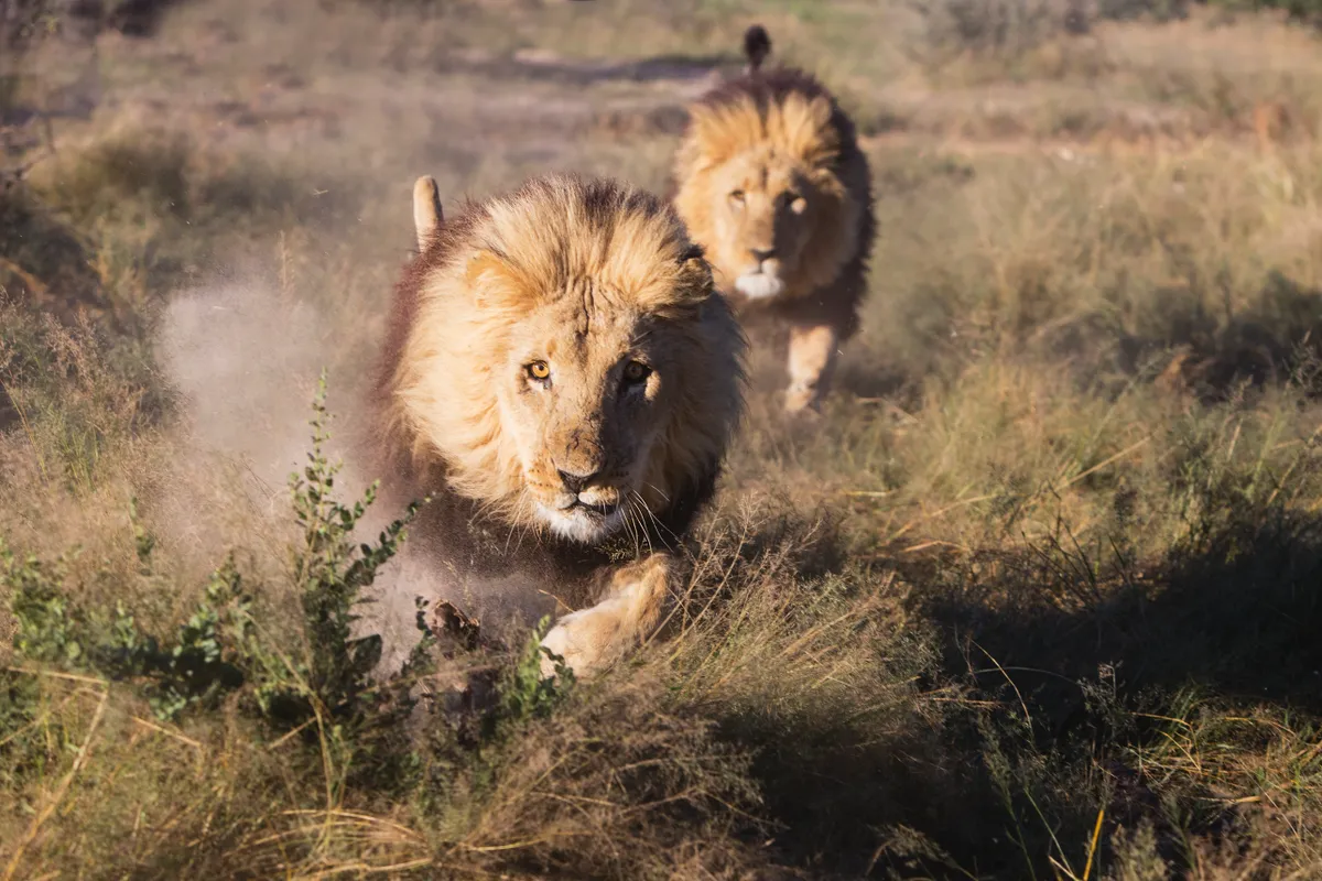 Two adult male lions charging at full speed towards the camera