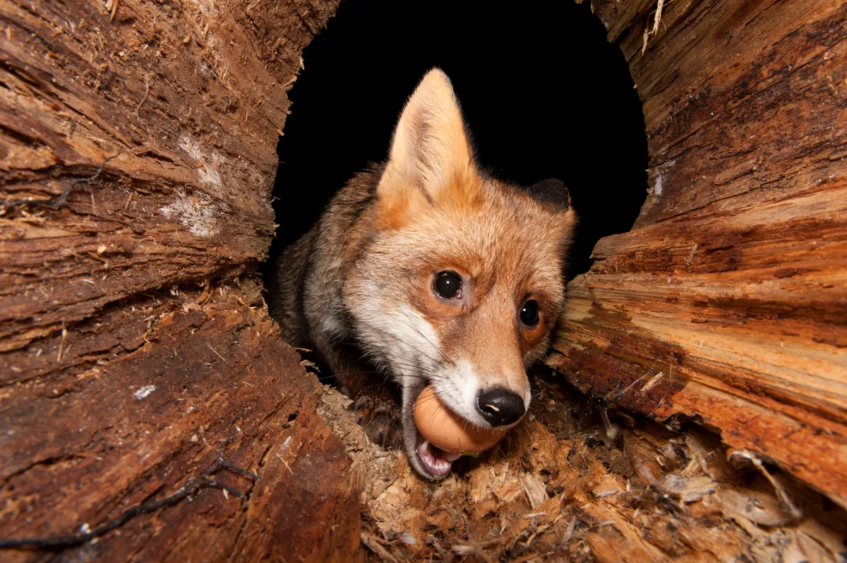 Red Fox (Vulpes vulpes) stealing an egg