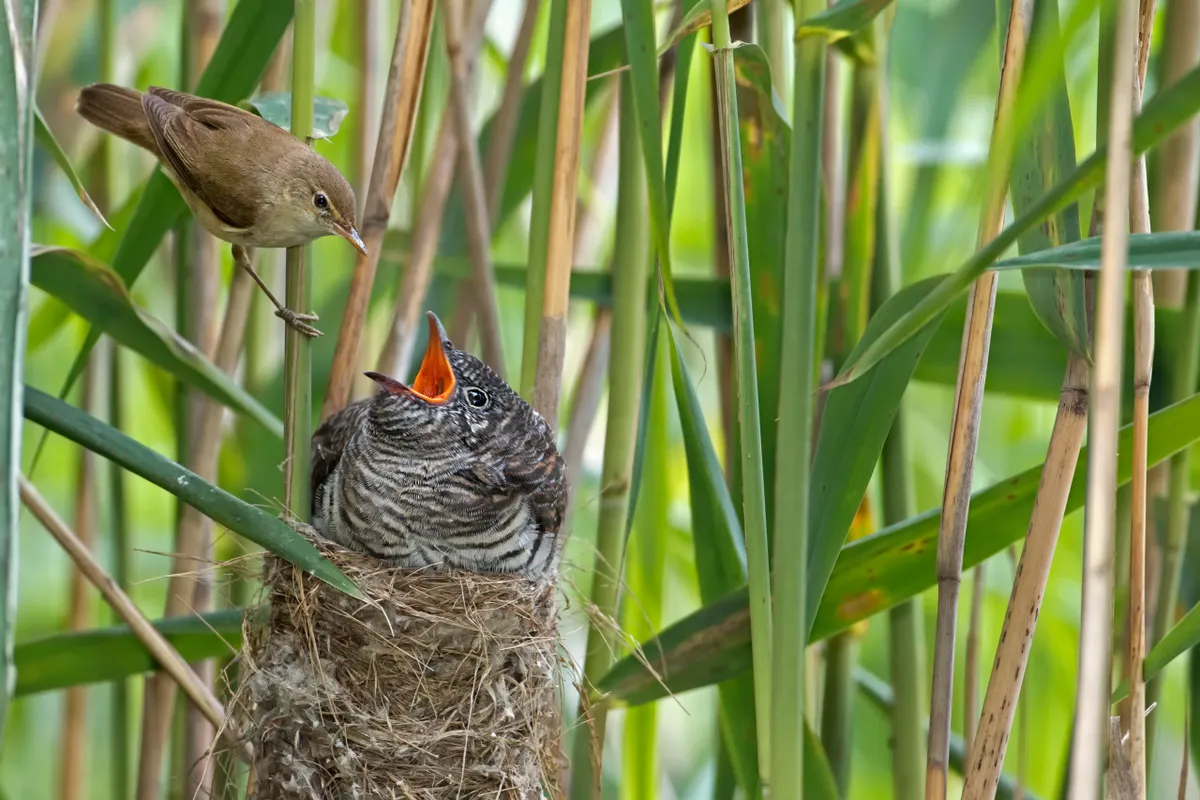How To Tell If A Bird's Nest Is Being Used