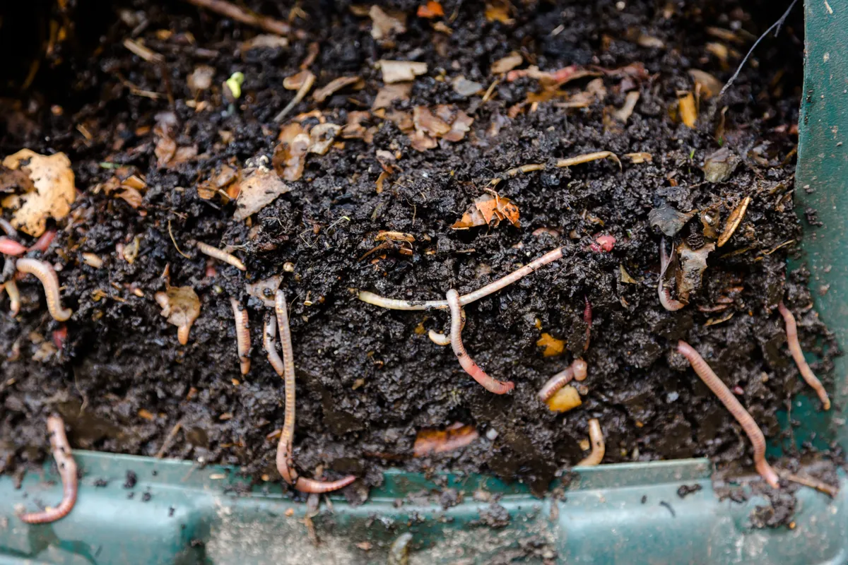 Eartworms in natural compost. © Tommy Lee Walker/Getty