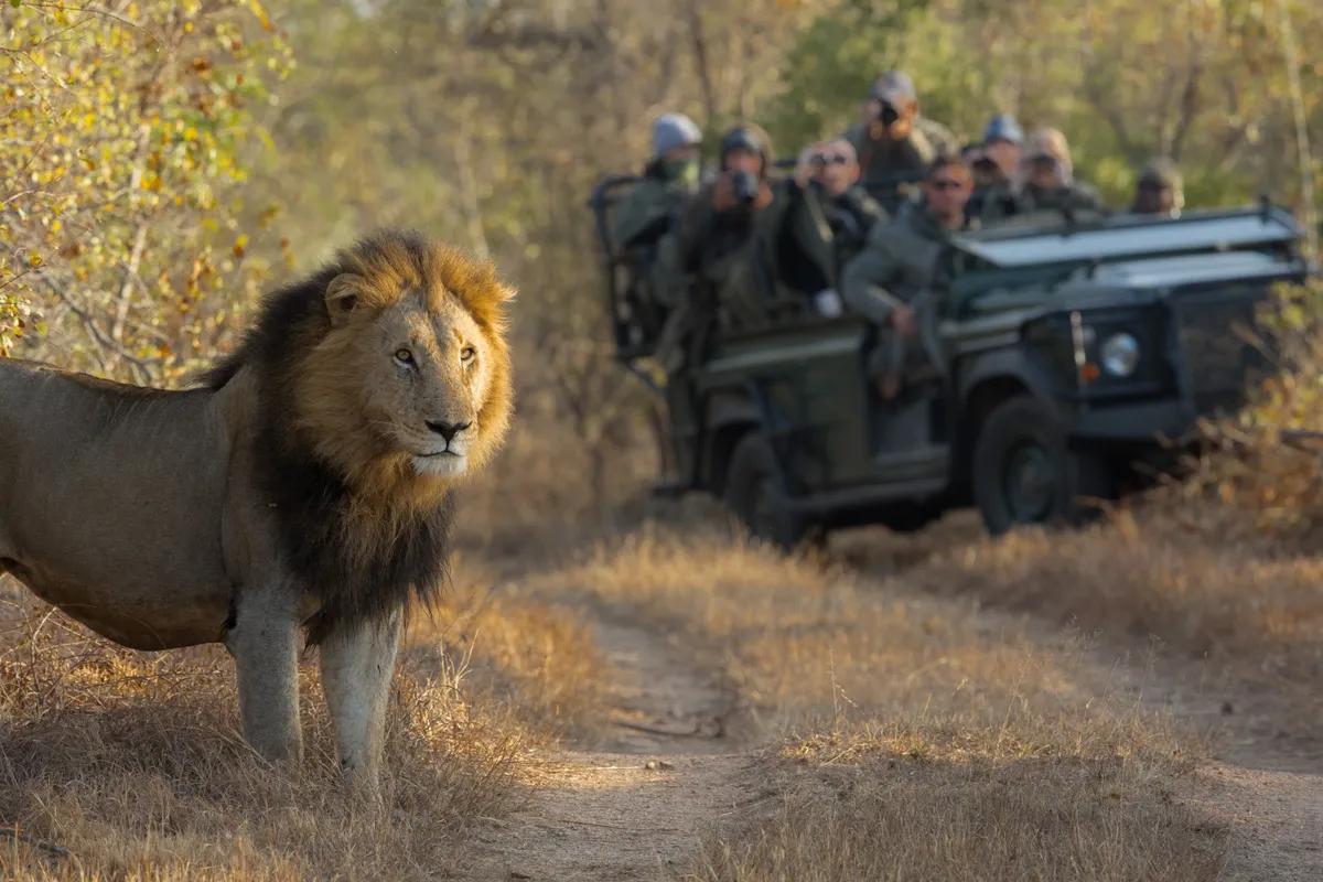 Lion in front of a safari jeep