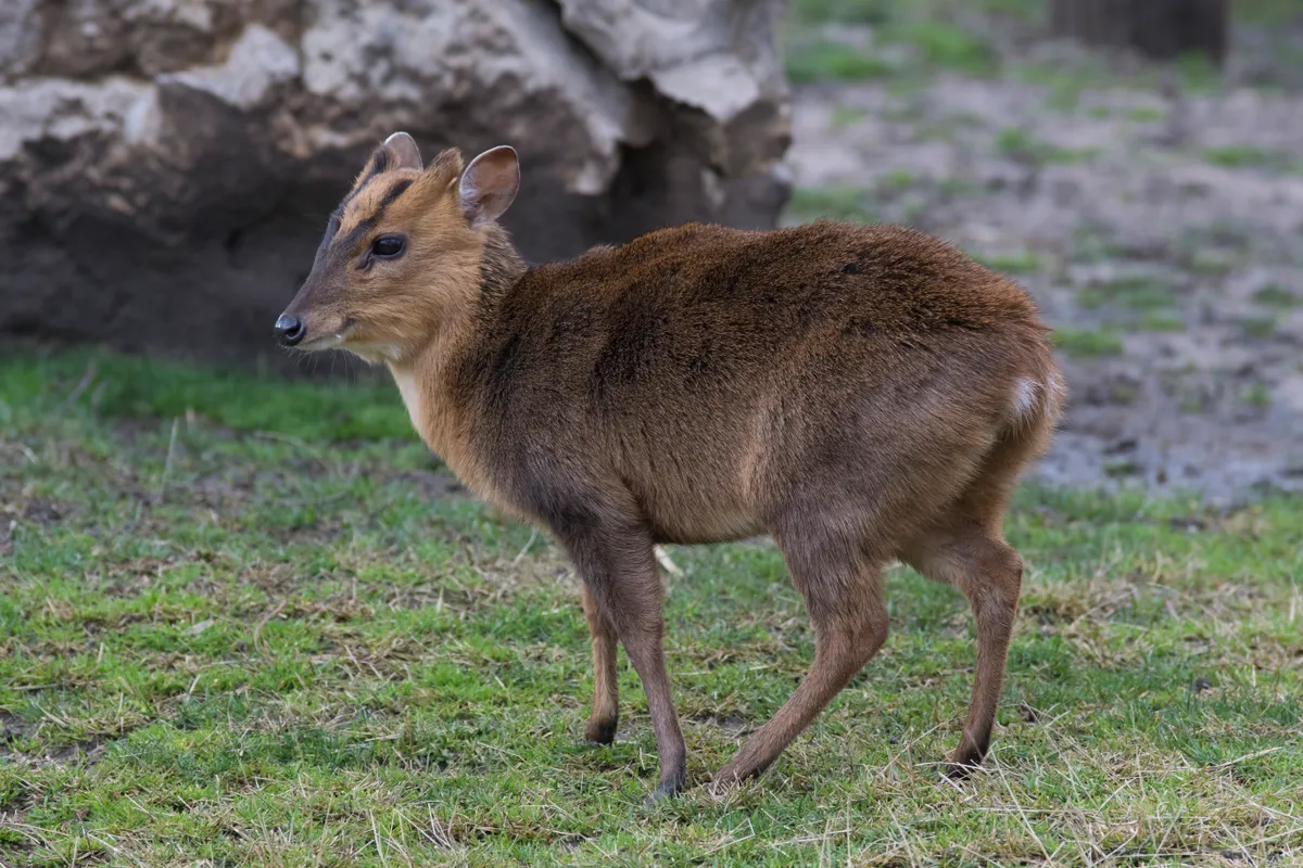 Young male of reeve´s muntjac, Getty