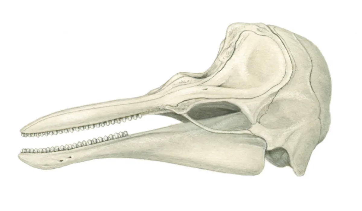 Porpoise skull. © Sandra Doyle/The Art Agency