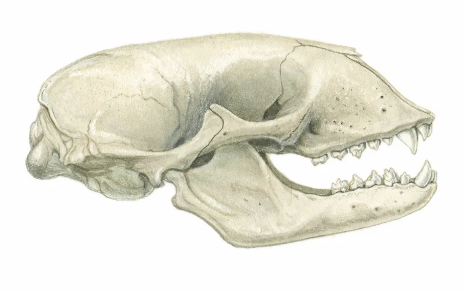 Common seal skull. © Sandra Doyle/The Art Agency