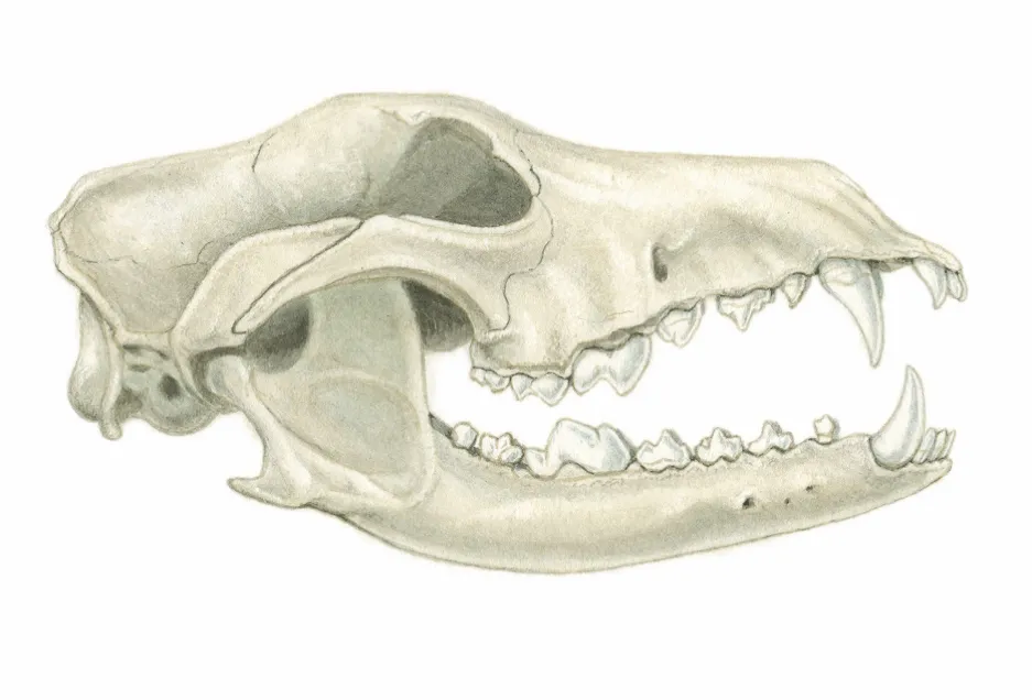 Dog skull. © Sandra Doyle/The Art Agency