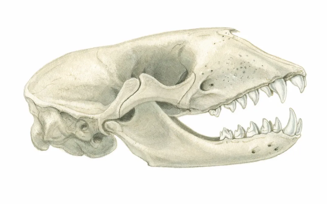 Grey seal skull. © Sandra Doyle/The Art Agency