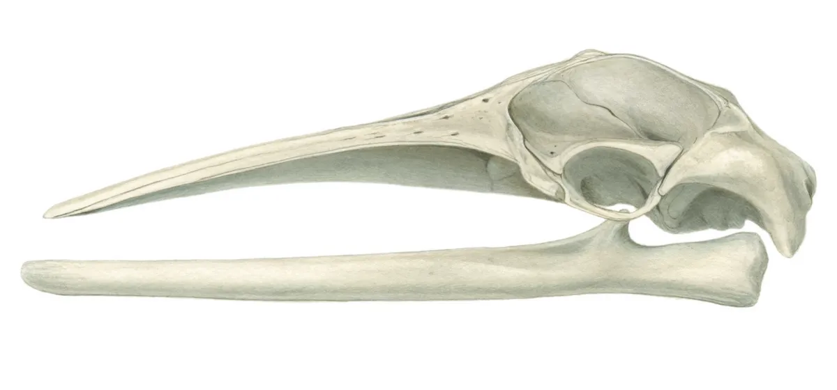 Minke whale skull. © Sandra Doyle/The Art Agency