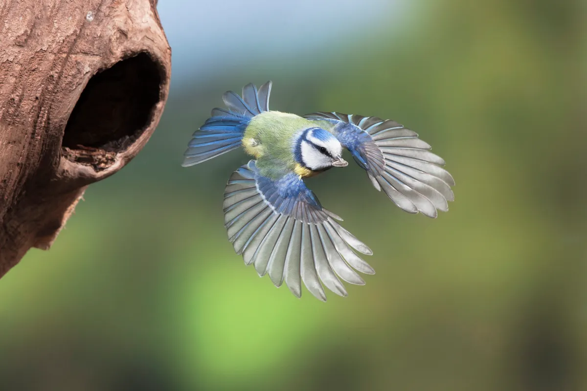 An adult blue tit (Parus caeruleus) flying from hole in tree