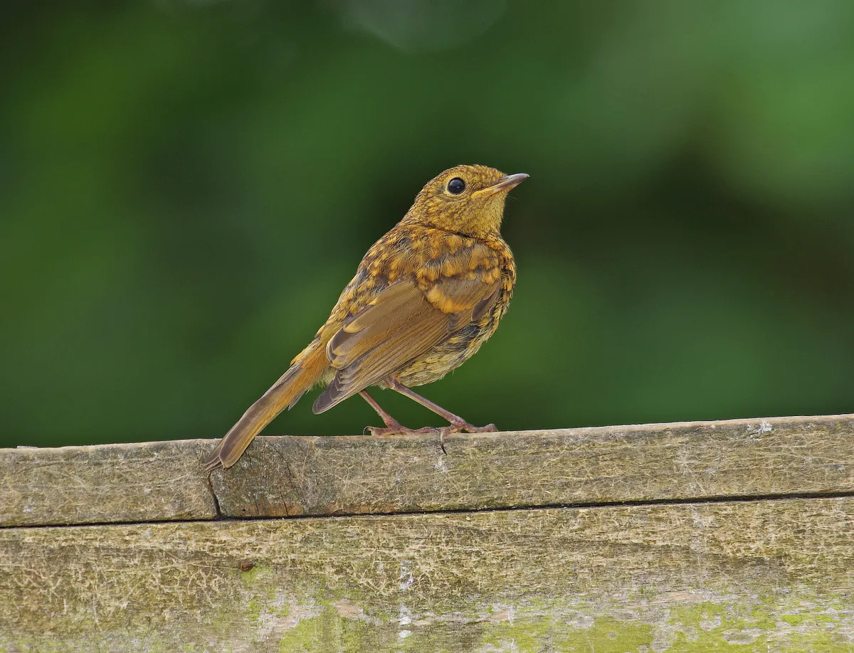A juvenile robin perched on a wooden fence.