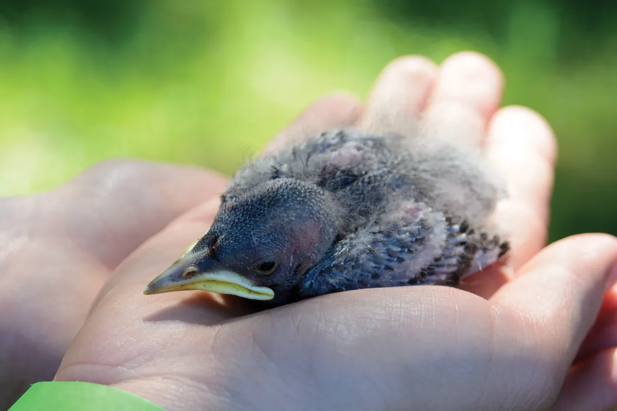 A young pigeon chick in human hand
