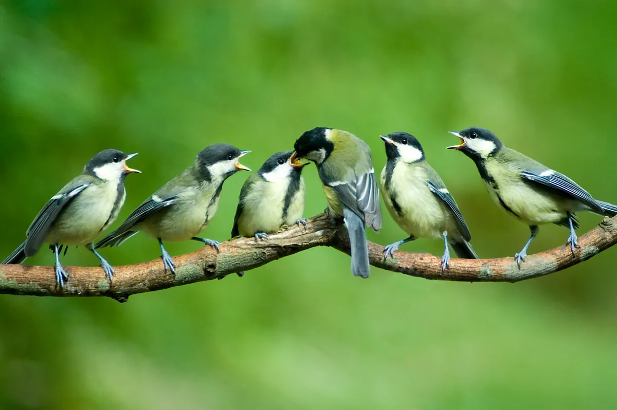 Great Tit family being fed by mother