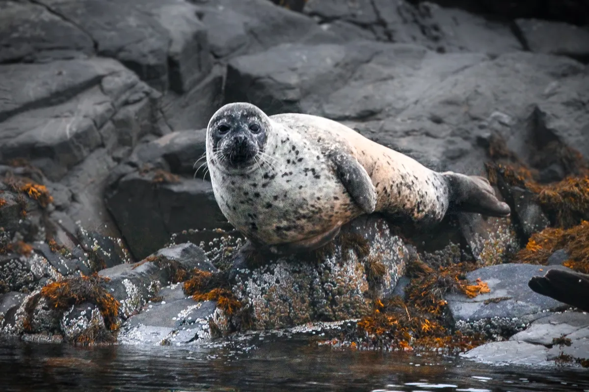 Common seal hauled out on a rocky shoreline