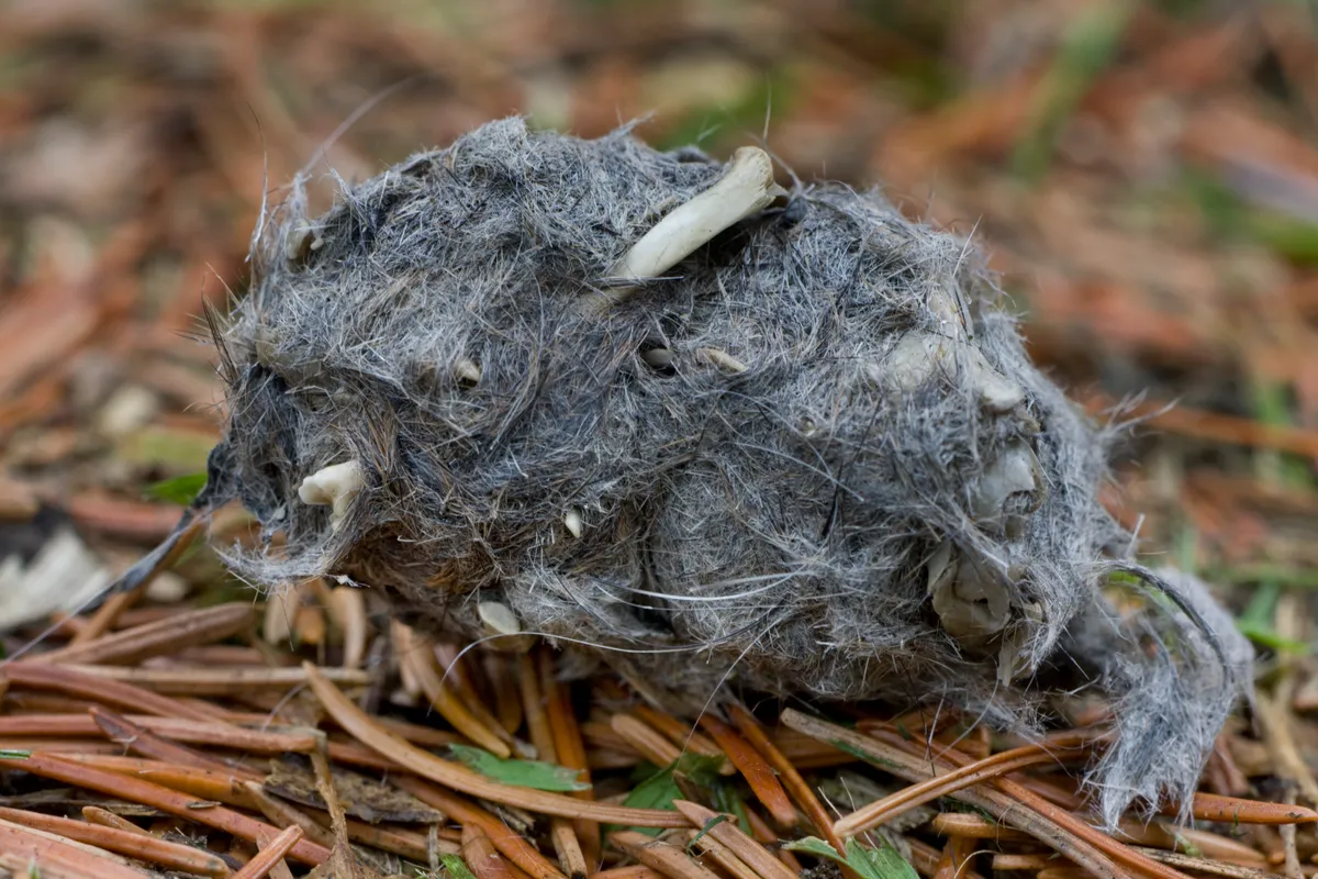 Regurgitated pellet of a long-eared owl. © Arterra/Universal Images Group/Getty Images