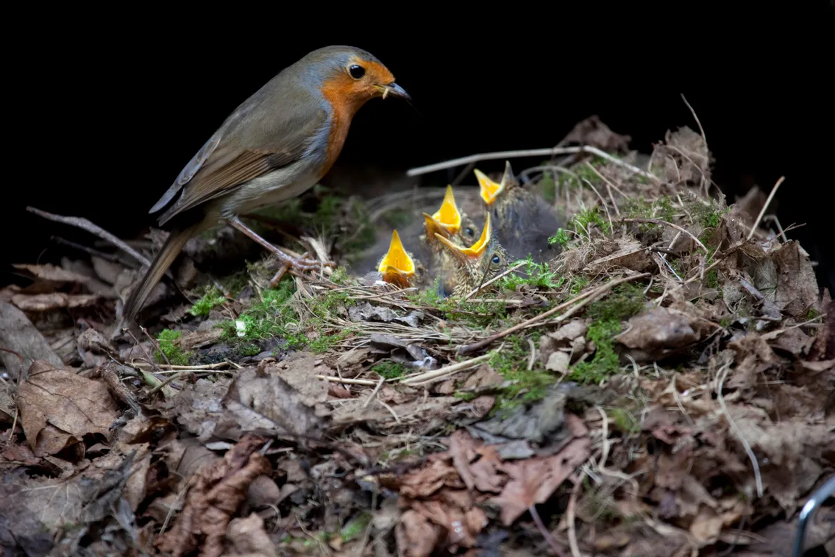 European Robin (Erithacus rubecula) at nest with chicks in garden barbecue